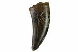 Serrated, Tyrannosaur (Nanotyrannus?) Tooth - South Dakota #144029-1